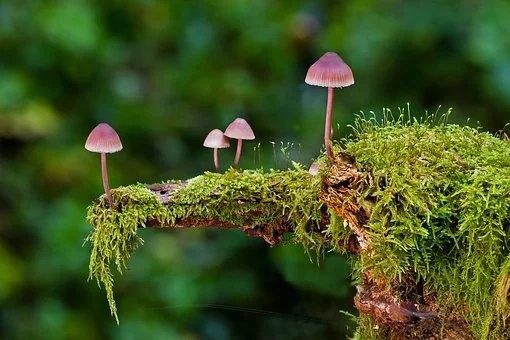 Magic Mushroom