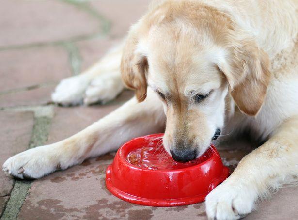 silicon pet utensils