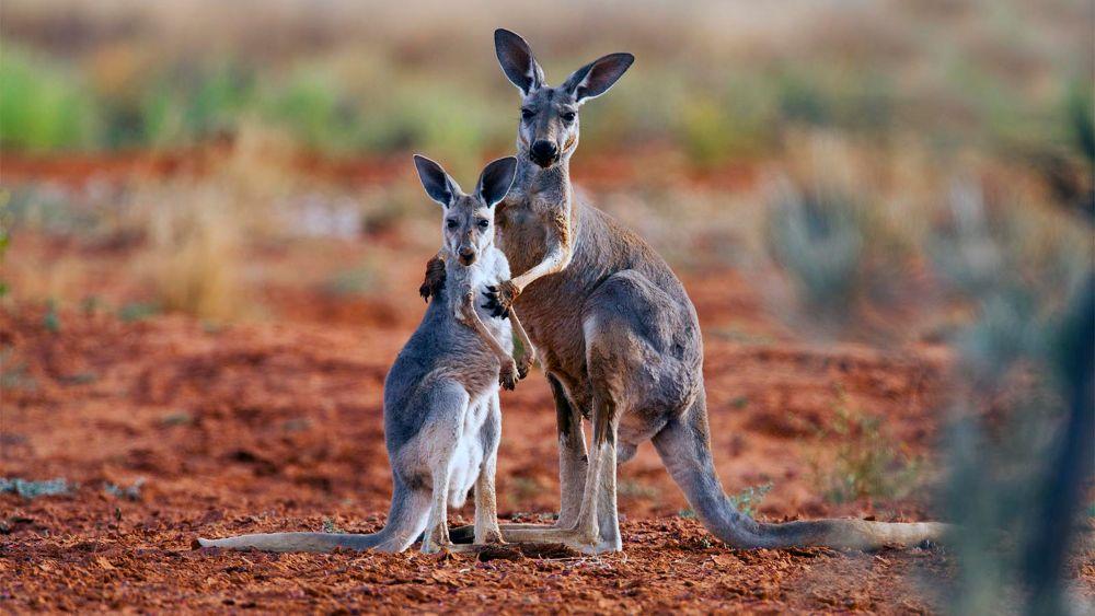 wallaby